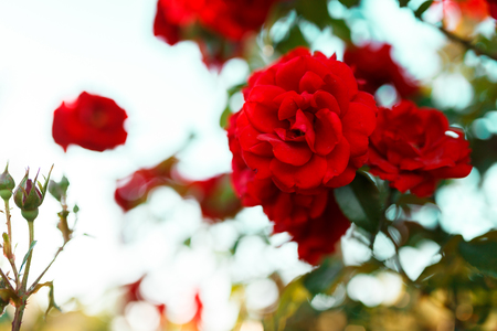 Beautiful blooming red rose on a bush in the gardenの写真素材