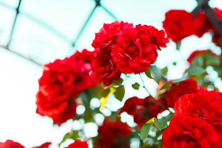 Bushes of red or scarlet rose flowers lit by bright sun, fence. Flowering time, natural floral fence. Gardening, plants for landscape designの写真素材