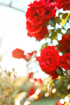 Beautiful blooming red rose on a bush in the gardenの写真素材