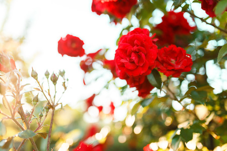 Bushes of red or scarlet rose flowers lit by bright sun, fence. Flowering time, natural floral fence. Gardening, plants for landscape designの写真素材