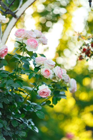 pink rose bush with flowers and green budsの写真素材