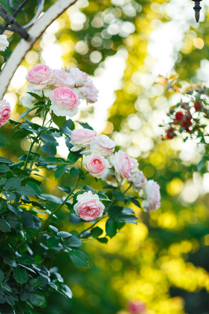 Pink pale roses bush over summer garden or park nature background. Roses garden, outdoor with sunshine and bokehの写真素材