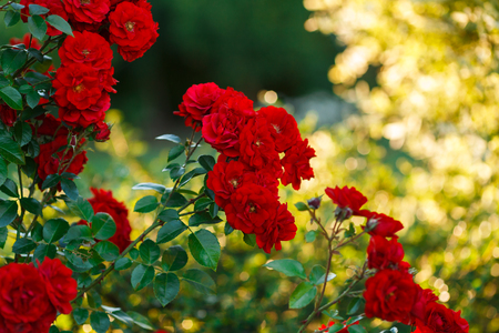 Bushes of red or scarlet rose flowers lit by bright sun, fence. Flowering time, natural floral fence. Gardening, plants for landscape designの写真素材