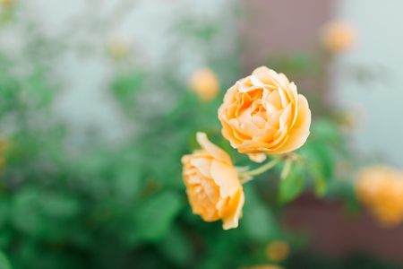 Yellow pale roses bush over summer garden or park nature background. Roses garden, outdoor with sunshine and bokeh.の写真素材