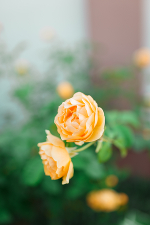 Yellow rose bush with flowers and green budsの写真素材