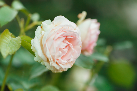 Pink pale roses bush over summer garden or park nature background. Roses garden, outdoor with sunshine and bokehの写真素材