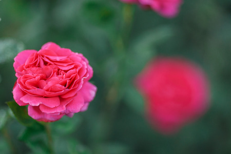 Pink pale roses bush over summer garden or park nature background. Roses garden, outdoor with sunshine and bokehの写真素材