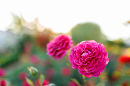pink rose bush with flowers and green budsの写真素材
