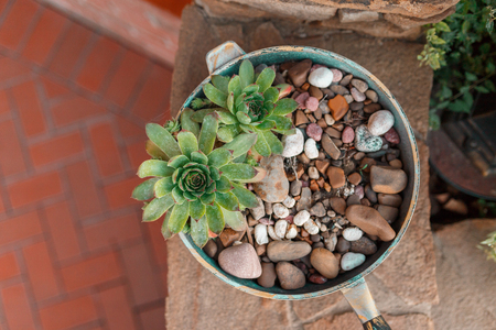Top View of Pastel Green Echeveria Succulent Flower Plantの写真素材
