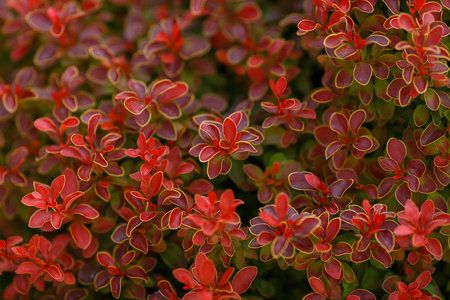Berberis thunbergii Golden Ruby. Latin Berberis thunbergii Coronita.の写真素材