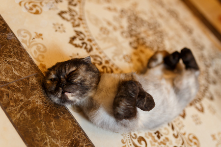 Cat lies and basks on the floorの写真素材