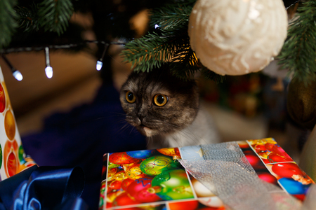 Gray cute cat is played with Christmas gifts and toysの写真素材