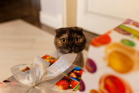 Cute gray kitten playing with Christmas toys on a bokeh background. New Year's lights and balls.の写真素材