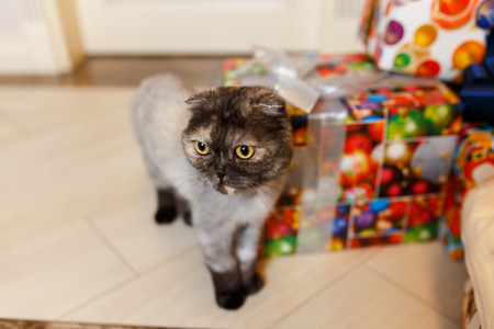 Cute gray kitten playing with Christmas toys on a bokeh background. New Year's lights and balls.の写真素材
