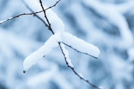 White snow lies on the lush branches of the fir, backgroundの写真素材
