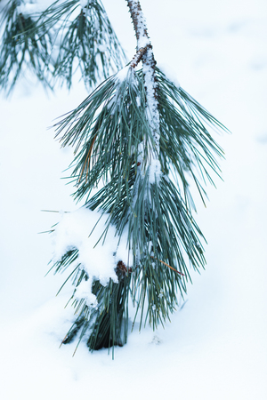 White snow lies on the lush branches of the fir, backgroundの写真素材