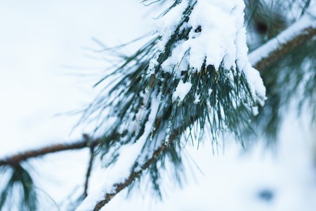 White snow lies on the lush branches of the fir, backgroundの写真素材