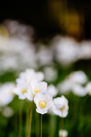Green glade with white anemone flowers in spring gardenの写真素材