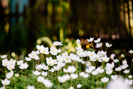 Green glade with white anemone flowers in spring gardenの写真素材
