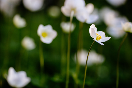 Green glade with white anemone flowers in spring gardenの写真素材