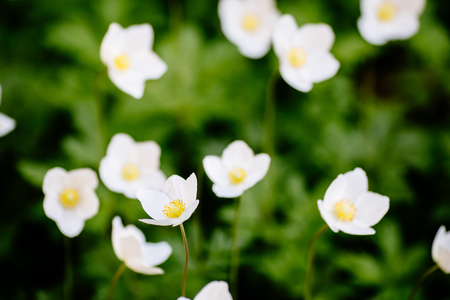 Green glade with white anemone flowers in spring gardenの写真素材