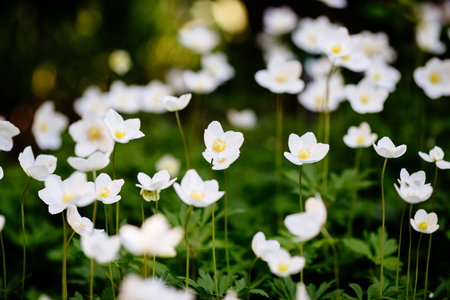 Green glade with white anemone flowers in spring gardenの写真素材