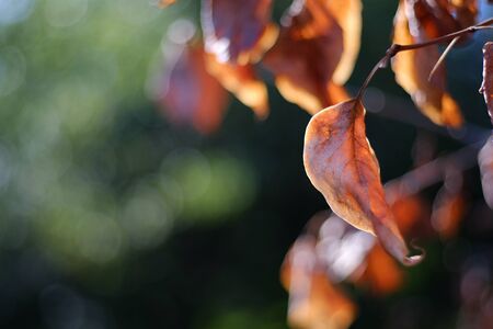 Yellow autumn leaves on a tree. Yellow leaves on a blurred background. Golden leaves in autumn park. Copy spaceの写真素材