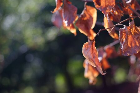 Yellow autumn leaves on a tree. Yellow leaves on a blurred background. Golden leaves in autumn park. Copy spaceの写真素材