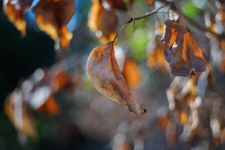 Yellow autumn leaves on a tree. Yellow leaves on a blurred background. Golden leaves in autumn park. Copy spaceの写真素材