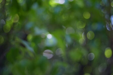 Defocused abstract green leaves bokeh background. Bokeh lights.の写真素材