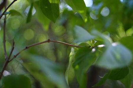 Defocused abstract green leaves bokeh background. Bokeh lights.の写真素材
