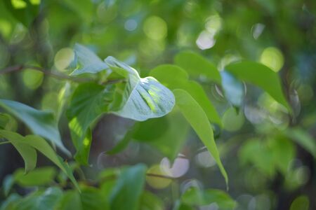 Defocused abstract green leaves bokeh background. Bokeh lights.の写真素材