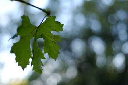 Green Leaves of white grapes on bokeh backgroundの写真素材