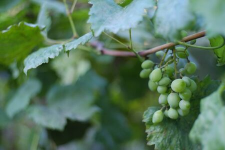 Green Leaves of white grapes on bokeh backgroundの写真素材