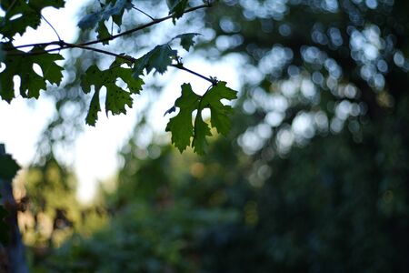Green Leaves of white grapes on bokeh backgroundの写真素材