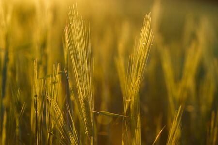 Green rising wheat field in the bright sunsetの写真素材