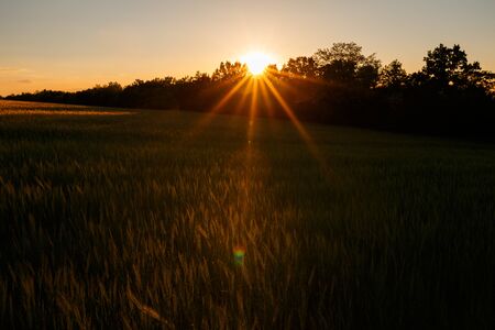 Green rising wheat field in the bright sunsetの写真素材