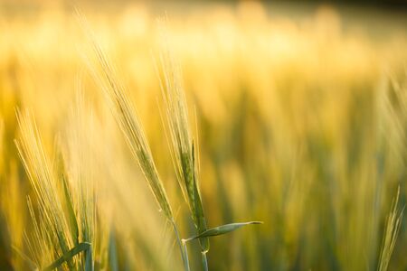 Bright sunset over wheat field. Green rising wheat field. Ears of green wheat with blurred background.の写真素材