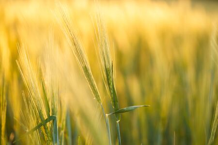 Bright sunset over wheat field. Green rising wheat field. Ears of green wheat with blurred background.の写真素材