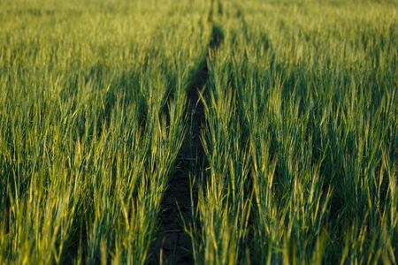 Field of fresh green wheatの写真素材