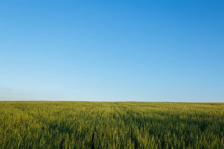 Field of fresh green wheat and blue sky on a backgroundの写真素材