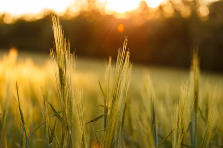 Green rising wheat field in the bright sunsetの写真素材