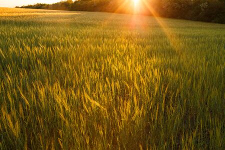 Bright sunset over wheat field. Green rising wheat field. Ears of green wheat with blurred background.の写真素材