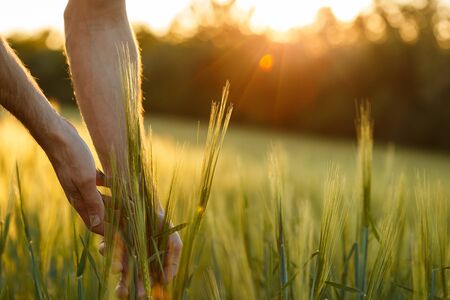 Farmers hands touch young wheat in the sunset light
