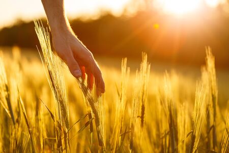 Farmers hands touch young wheat in the sunset lightの写真素材