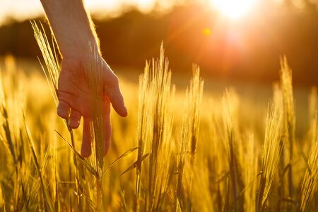 Farmers hands touch young wheat in the sunset lightの写真素材