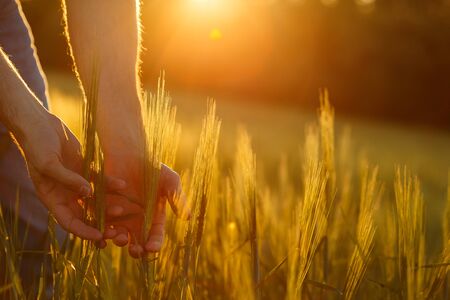 Farmers hands touch young wheat in the sunset lightの写真素材