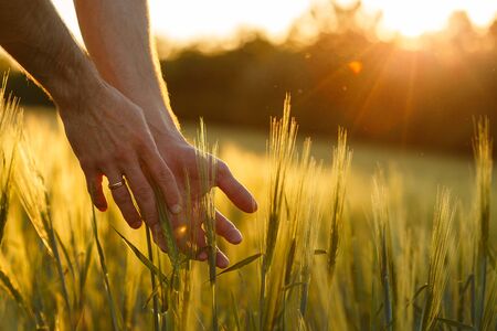 Farmers hands touch young wheat in the sunset lightの写真素材