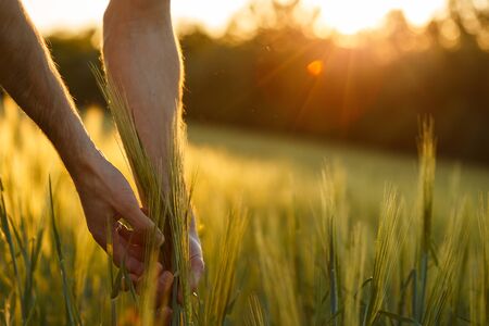 Farmers hands touch young wheat in the sunset lightの写真素材