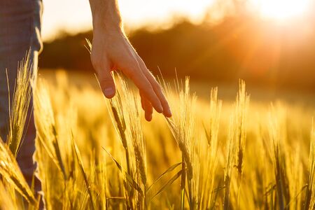 Farmers hands touch young wheat in the sunset lightの写真素材